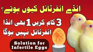 Infertility in Birds | infertile eggs solution | unfertile eggs