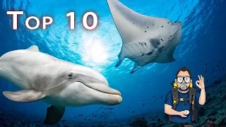 Meine TOP 10 | 2 Jahre Tauchspecial | große Haie, giftige Seeschlangen und mehr | #abgetaucht