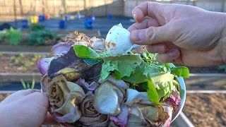 Should You Bury Kitchen Scraps In The Garden Or Use A Compost Bin?