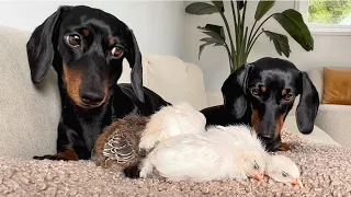 Dachshunds are sleeping with chicks.