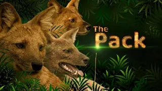 The Pack   -   Episode-  1 & 2 || Animal Wild HD Hindi || Animal Planet HD | dog  @Animalplanetewild