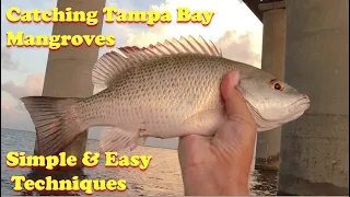 Catching Mangrove Snapper in Tampa Bay. Simple & Easy to Learn Fishing Techniques.