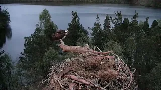 Loch of the Lowes NC0 retrieves her last egg but pale male returns to turf it out again 7-8 May 2024