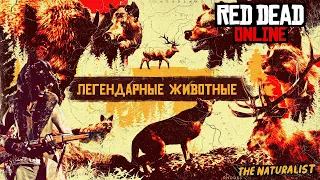 Red Dead Online МЕТОДИКА ОХОТНИКА на легендарных животных 🐺 Legendary animals life hack