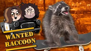 The raccoon rides a skateboard | Wanted Raccoon