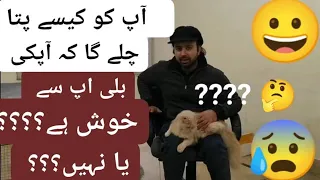 How to know your Persian cat or kitten  is happy with you or not??? /Urdu/Hindi