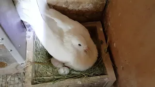 Huevo de paloma con dos óvulos