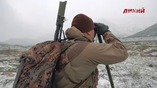 Горная охота Эдуарда Бендерского. Охотский снежный баран в Магаданской области.