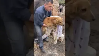 З під завалів врятували собаку