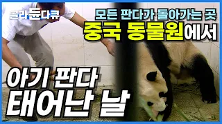 새끼를 물고 도망다니는 어미·· 중국 동물원은 아기 판다가 태어나면 어떻게 할까?│동물 다큐멘터리│다큐프라임│#골라듄다큐