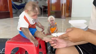 Funny ! Monkey SinSin was afraid of having his hair cut so he dragged monkey ZiZi and ran away