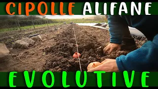 COLTIVARE CIPOLLE ALIFE EVOLUTIVE : IMPIANTO BULBI CON TRIVELLA MANUALE Orto Supertranquillo Adesso