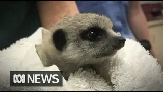 Stolen baby meerkat found and returned to zoo