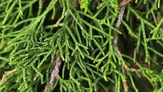 NYRP Tree Talks: Introducing the Eastern Red Cedar