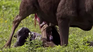 Wildebeest Calf Birth | Nature's Great Events | BBC Earth