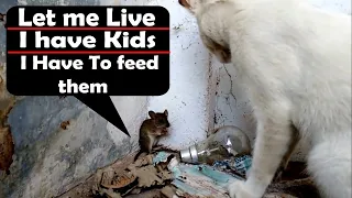 Mother Rat Begging For Life as She Has To Feed Her Baby | Emotional Moment