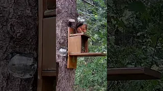 Белочка умывается 🐿❤️😁