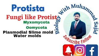 Fungi like Protist Plasmodial Slime mold water mold myxomycota oomycota phytophtora infestans