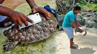 Rescue Sea Turtle, Removing Barnacles From Poor Sea Turtle [Animals, Nature, Ocean, Moana] CHIKA BOY