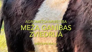 Meža ganības Zviedrijā . AGROMEŽSAIMNIECĪBA 6 daļa