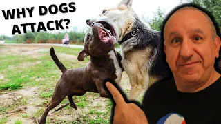 Why Dogs Get ATTACKED At The Dog Park?