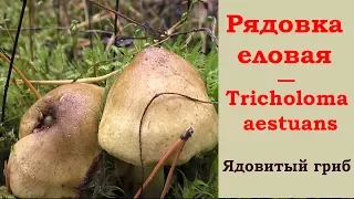 Двойник зеленушки! Рядовка еловая - ядовитый гриб. Tricholoma aestuans.