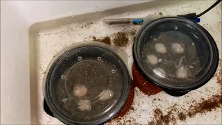 DIY Turtle Egg Incubator