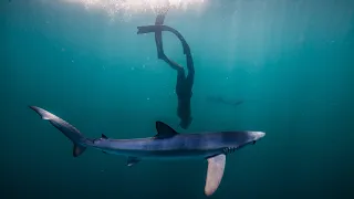 Beci and the blues - freediving with blue sharks
