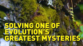 How plant life first moved from water to land