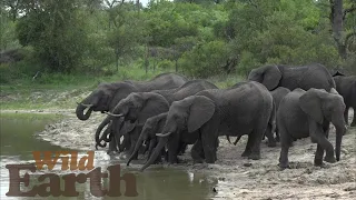 WildEarth - Sunset - 12 December 2021