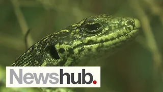 Auckland Zoo announces grants to help save NZ's rarest and most overlooked species | Newshub