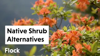 Try These NATIVE NORTHEAST SHRUB Alternatives to These 10 Non-Native Shrubs — Ep. 160