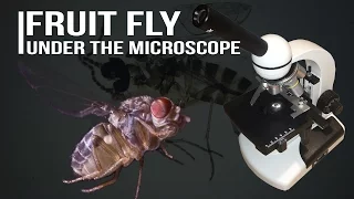 Fruit Fly under the microscope