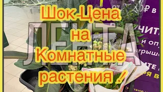 ЛЕНТА🌻ШОК-ЦЕНА на КОМНАТНЫЕ РАСТЕНИЯ (80%)❗️Как не купить, когда разбирают быстро!