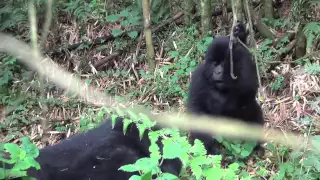 Researcher Captures Rare Footage of Wild Baby Gorillas Playing in Rwanda