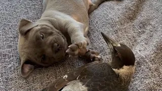 Magpie becomes Aunty to a puppy