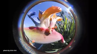 Circular Fisheye how to use