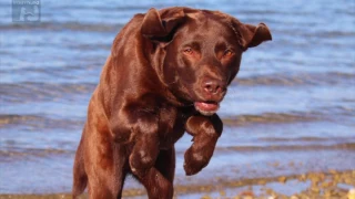 Labrador: Das sollten Sie unbedingt wissen, bevor ein Labbi ein Mitglied Ihrer Familie wird!