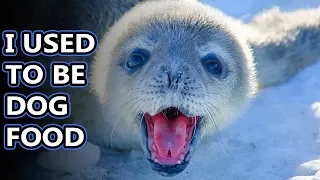 Weddell Seal facts: the southern most mammals | Animal Fact Files