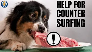 How Do I Stop My Dog Counter Surfing?! #33