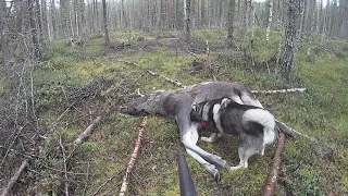 Hirvenkaato Mökälle (86) Moose Hunting