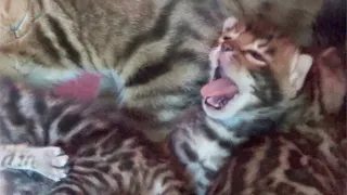 Bengal Kittens are Two Weeks Now - Cute Yawning and Meowing