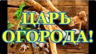 ЦАРЬ ОГОРОДА   эффективно устранит множество бактерий/Поможет восстановить здоровье и молодость!