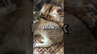 WHICH CAT do you think is COMFIER 🤣 | Wholesome Animals