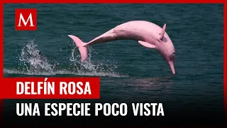 Delfín rosa en peligro de extinción es visto cerca del Golfo de México