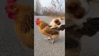 Cute Puppy And Cock Status||Cutest Video||Cute Puppy And Cute Cock Friendship||Natural Beauty