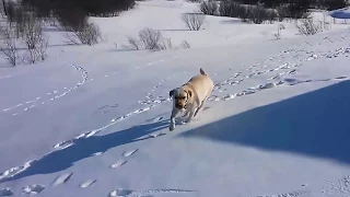 собака катается со снежной горки )))