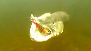 Top 10 pike attacks 2015 from Underwater Ireland. Fishing lures. Рыбалка: атаки щуки.