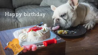 [Vlog] 小辰生日了 [法國鬥牛犬]