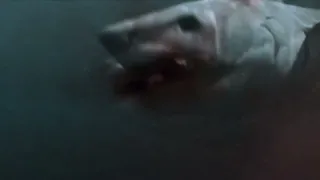 2 Headed Shark Attack Lauras death - shorter